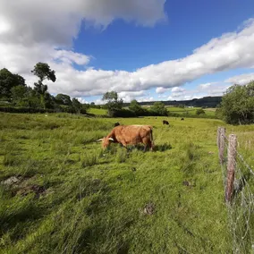 Foxglove Holiday Private Eco Accommodation - Image 3
