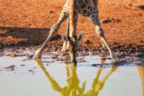 Zingela Nature Reserve - Leadwood Lodge - Image 5