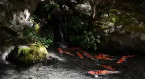 Tsuki No Koigokoro - Image 4