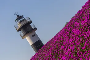 Faro Isla Pancha AT - Image 2