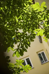 Apartment Goldener Kranich - Image 3