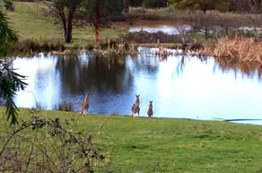 Australian Home Away @ Wonga Park Brushy Creek - Image 4