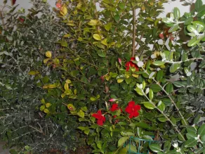 Alma Salento - Image 3