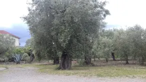 B&B Oliveto Longo - Image 5