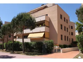 Ficus 4 - Image 4