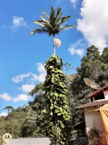 Hotel Shangrilá - Image 2