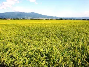 Shiguretei - Image 4