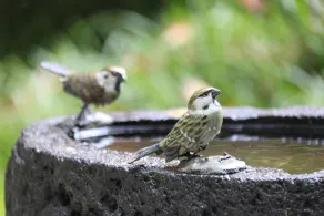 Hotel Isobe Garden - Image 4