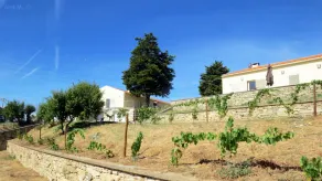 Douro Natura - Image 2