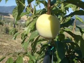 Poggio a Poppi - Image 5