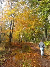 Beautiful Chalet Next to Forest Nature Preserve - Image 4
