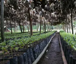Finca Santa Rosa - Image 5