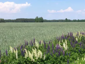 RelaxRanch - Image 3