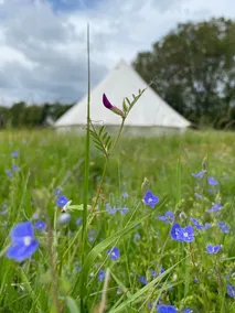 Bluebell Bell Tent in The Broads National Park - Image 4