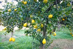 Hort de Mao Casa Vella - Image 5