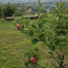 Precious Villa Italy just few minutes drive from Pesaro beach - Image 3
