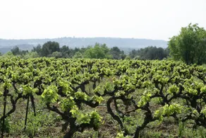 Domaine Costes-Cirgues - Image 5