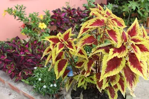 Green Sea Guest House - Image 2