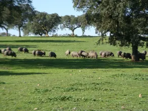 Agro Turismo Monte Alto - Image 2