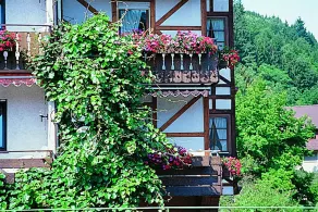 Hirsch - Image 3