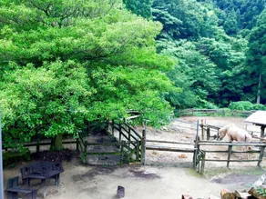 Dosanko Mira Farm (Farm Stay) - Image 4