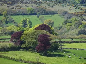 Copper Meadow - Image 4