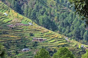 Whispering Pines Himalayan Retreat - Image 4