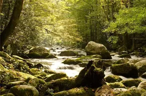 Woodland Escape, 3 Bedrooms, Hot Tub, Pool Access, WiFi, Sleeps 9 - Image 2