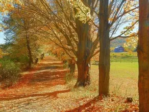 Mountain Horse Farm - Image 5