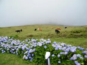 Inatel Flores Hotel - Image 2