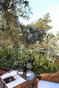 Saha Campos - Image 1
