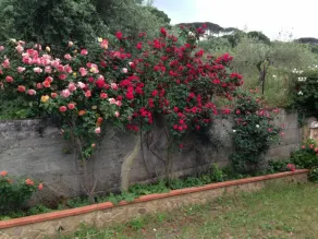 Residence Villa Santa Lucia - Image 3