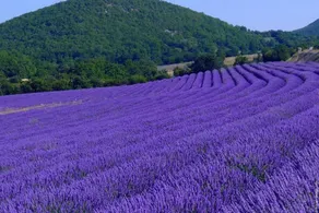 Le Mouleyras - Image 3