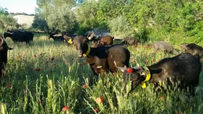Agroturismo La Artezuela - Image 4