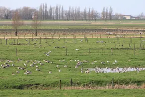 Polder 27 Vakantieverblijf - Image 4