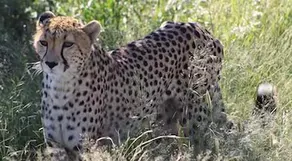Leopard Lodge - Image 5