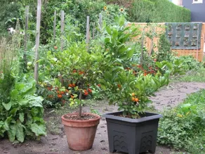 L'Orangerie Du Perche - Image 4