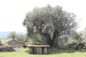 Masia Massanes - Image 5