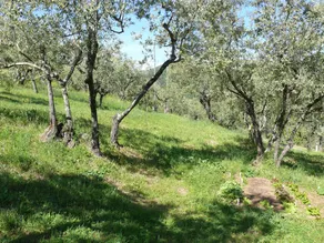 Antica Bottega di Vinci - Image 4