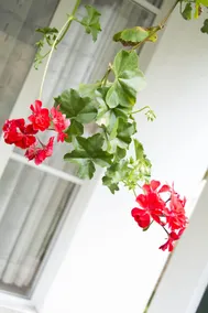 Diyathala Regency Boutique Hotel - Image 5