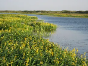 Thatched wellness villa near Texel Sea - Image 2