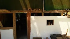 Freedom Jungle - Image 2