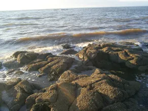 Rocky Shores & Seals Cottages - Image 4