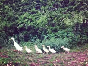Grove Farm Direct - Image 5