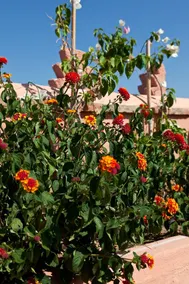Riad Ella - Image 3