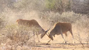 Elandsriver Lodge - Image 3