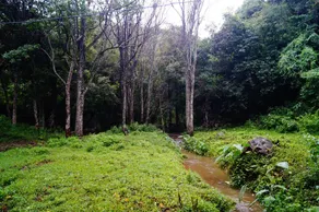 Secret Valley Jungle Resort - Image 5