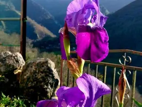 Hilltop Mansion in Cangas de Onís With Meadow View - Image 3