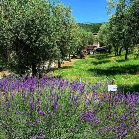 Agriturismo La Rocca Degli Ulivi - Image 2