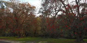 Avocados Accommodation - Image 4
